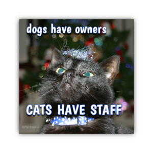 Party Puss ...CATS HAVE STAFF