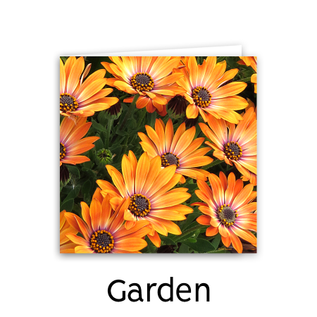 Garden-e1589810073632