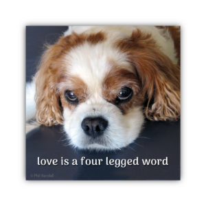 love is a four legged word